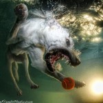 Водоплавающие собаки-прекрасные фото-хаки