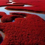 Ухтышка.Красный пляж в Китае…